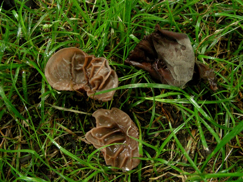 Pioggia e nervosismo con tanti funghi